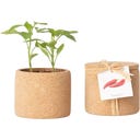 Life in a bag Grow Cork 