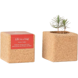 Life in a bag Grow Cube Weihnachtsbaum