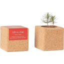 Grow Cube Sapin de Noël