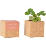 Life in a bag Grow Cube Jordgubbe