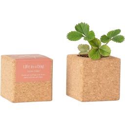 Life in a bag Grow Cube Morango - 1 Unidade