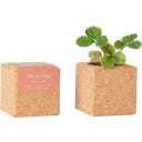 Life in a bag Grow Cube Strawberry