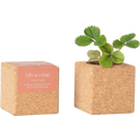 Life in a bag Grow Cube Jordgubbe