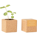 Life in a bag Grow Cube - Girasole