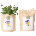 Grow Bag Stiefmütterchen