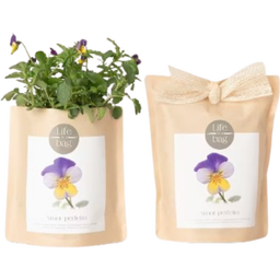 Grow Bag Stiefmütterchen - 1 Stk.