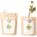Grow Bag Glücksklee - 1 Stk.