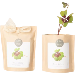 Grow Bag Glücksklee - 1 Stk.