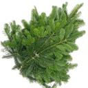 Nordmanntannen-Zweige im Bund - Länge ca. 70-100 cm (5 kg) - 1 Bund