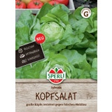 Sperli Kopfsalat "Sylvesta"