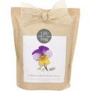 Grow Bag Stiefmütterchen