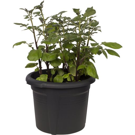 elho green basics potato pot, 33 cm - nero