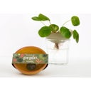 Bobèche pour Boutures de Plantes d'Intérieur