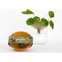 Bobèche pour Boutures de Plantes d'Intérieur