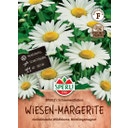 Wiesen-Margerite SPERLI's Schneeweißchen - 1 Pkg