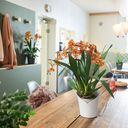 Lechuza ORCHIDEA asztali virágtartó