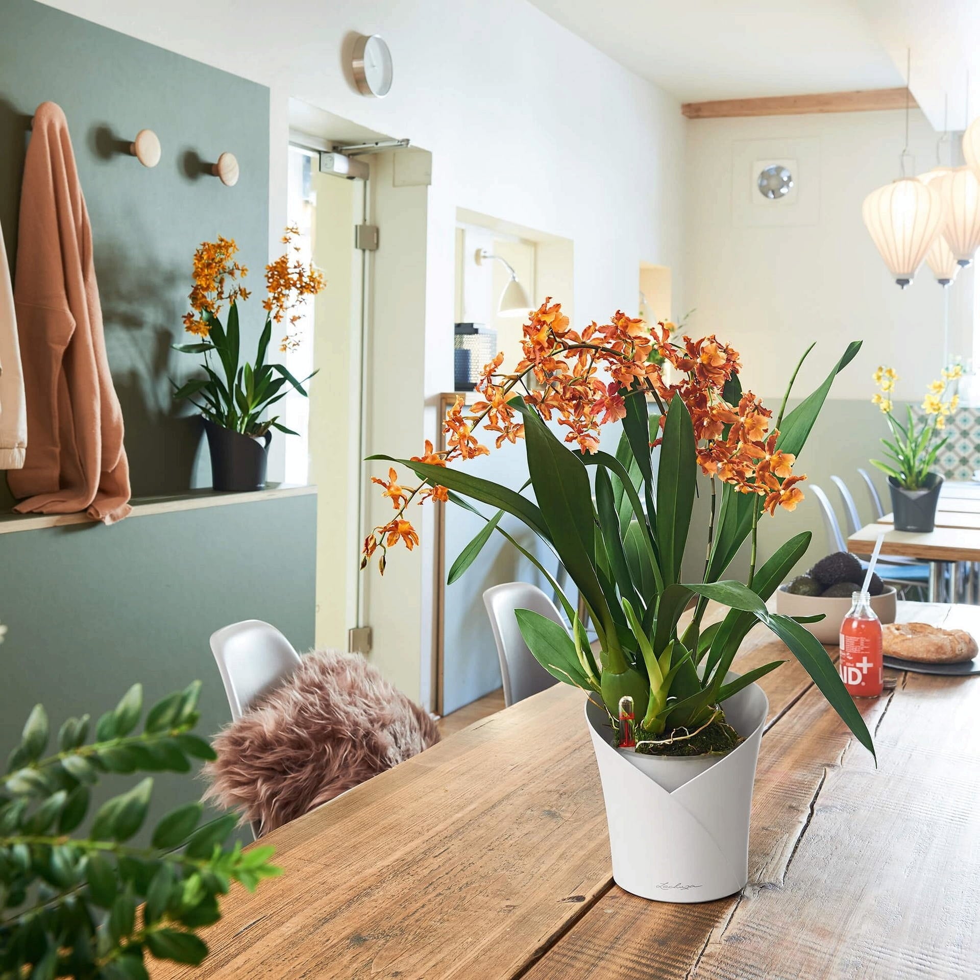 Lechuza ORCHIDEA Table Pot