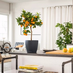 Lechuza DECO 28 Planter