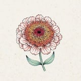 Jora Dahl Zinnia Elegans - Zinderella Peach