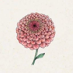 Zinnia elegans 