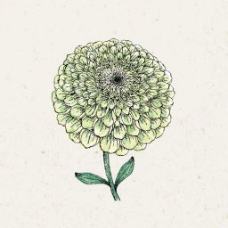 Zinnia elegans 