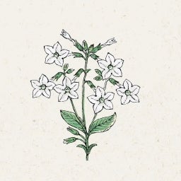 Nicotiana alata 