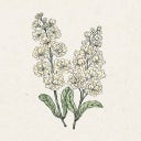 Jora Dahl Matthiola Incana 