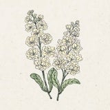 Jora Dahl Matthiola Incana "Iron Yellow" (Levkoje)