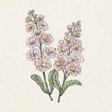 Jora Dahl Matthiola Incana - Iron Apricot