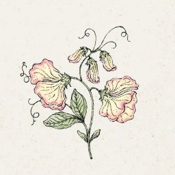 Lathyrus odoratus 