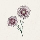 Helichrysum bracteatum "Silvery Rose" (Strohblume)