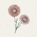 Helichrysum bracteatum 