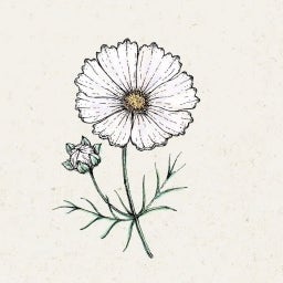 Cosmos bipinnatus 