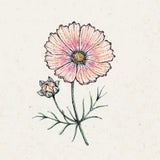Cosmos bipinnatus "Apricot Lemonade" (Kosmee)
