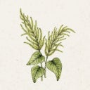 Amaranthus caudatus 