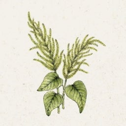 Amaranthus caudatus 