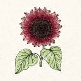 Jora Dahl Helianthus Annuus - Pro Cut Red