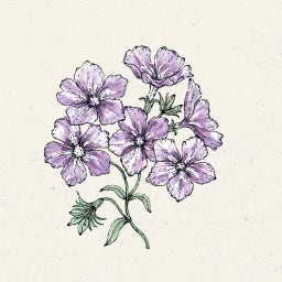Phlox drummondii 