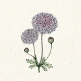 Didiscus caeruleus "Lace Pink" (Blaudolde)