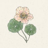 Tropaeolum minus "Tip Top Pink Blush" (Kapuzinerkresse)