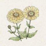Jora Dahl Zinnia Elegans - Isabellina