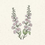 Clarkia unguiculata "Appleblossom" (Mandelr&ouml;schen)