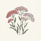 Jora Dahl Achillea Millefolium - Summer Pastell