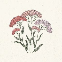 Achillea millefolium 