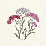 Achillea millefolium "Summer Berries" (Yarrow)