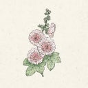 Jora Dahl Alcea rosea 