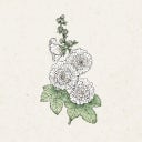 Jora Dahl Alcea rosea 