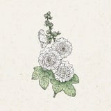 Jora Dahl Alcea rosea "Queeny White" (Stockrose)