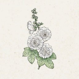 Jora Dahl Alcea rosea 