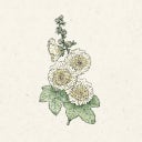 Jora Dahl Alcea rosea 